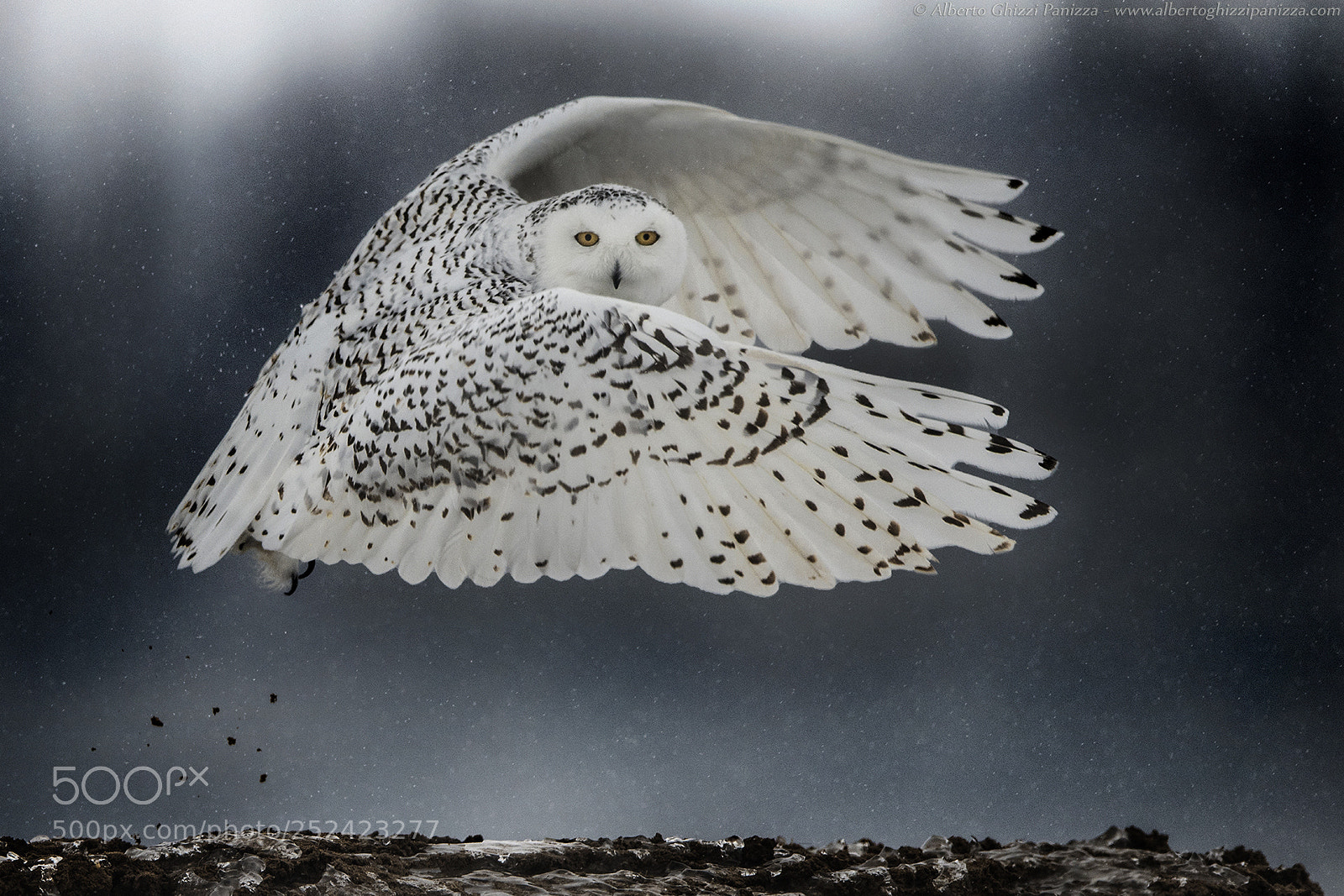 Nikon D850 sample photo. Take-off photography