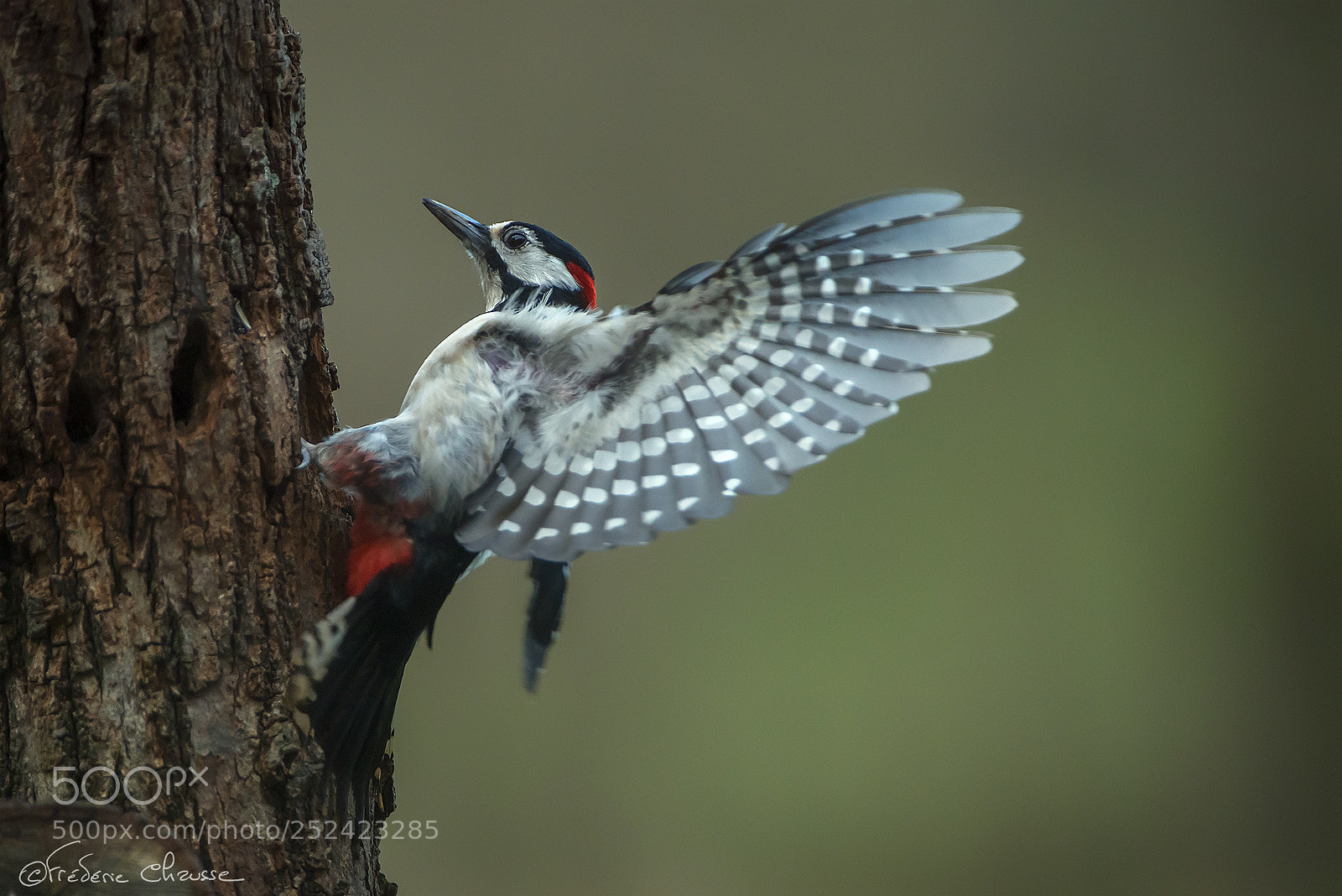 Nikon D800E sample photo. Dendrocopos major photography