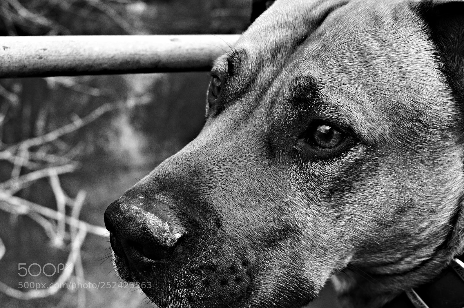 Nikon D3200 sample photo. My dog photography