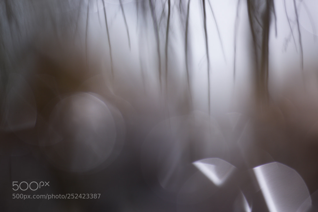 Nikon D810 sample photo. Water reflections photography