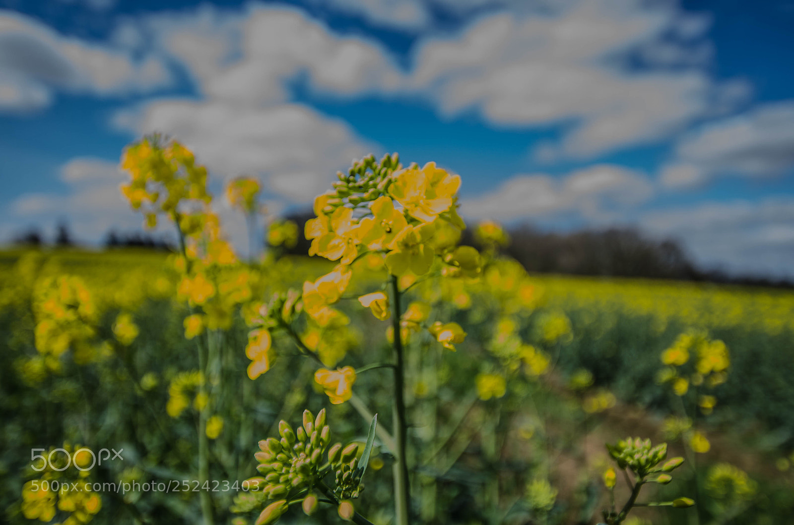 Nikon D7000 sample photo. Beautiful day photography