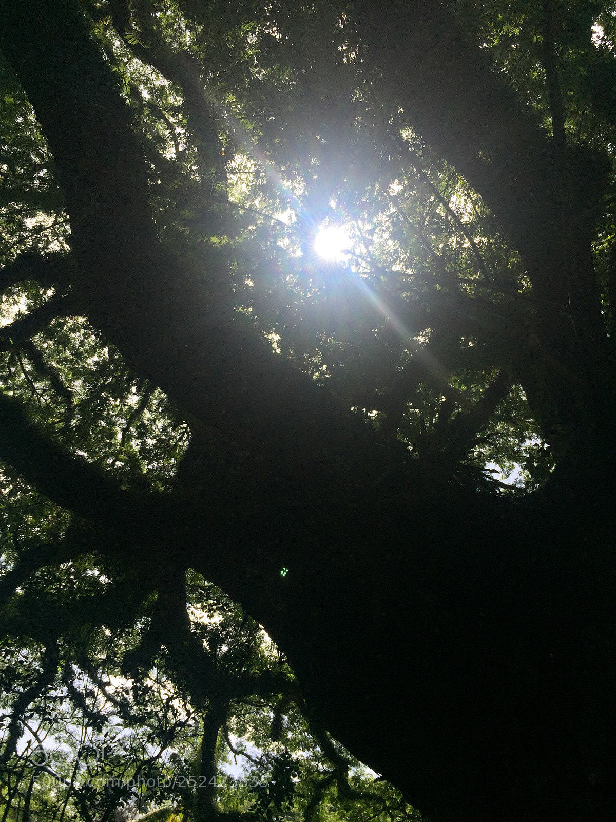 Apple iPhone 6 sample photo. Nature dominante  photography