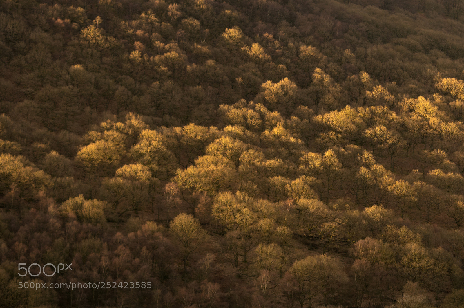 Pentax K-3 sample photo. Kinder bank wood photography