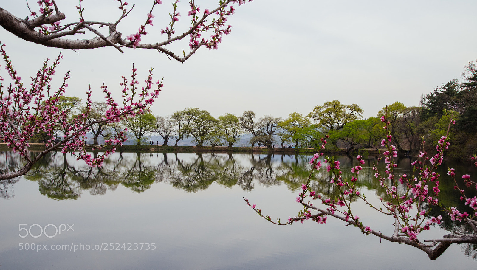 Nikon D810 sample photo. Peach flower blooming season photography