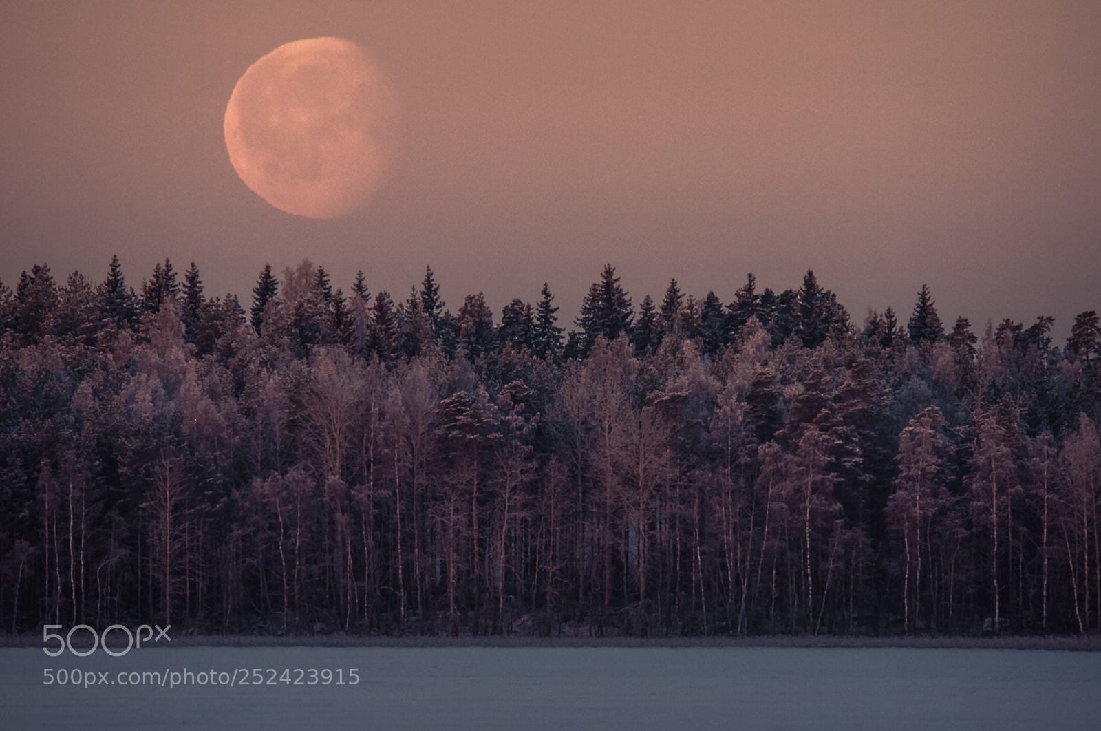 Canon EOS 7D sample photo. Frozen forest photography