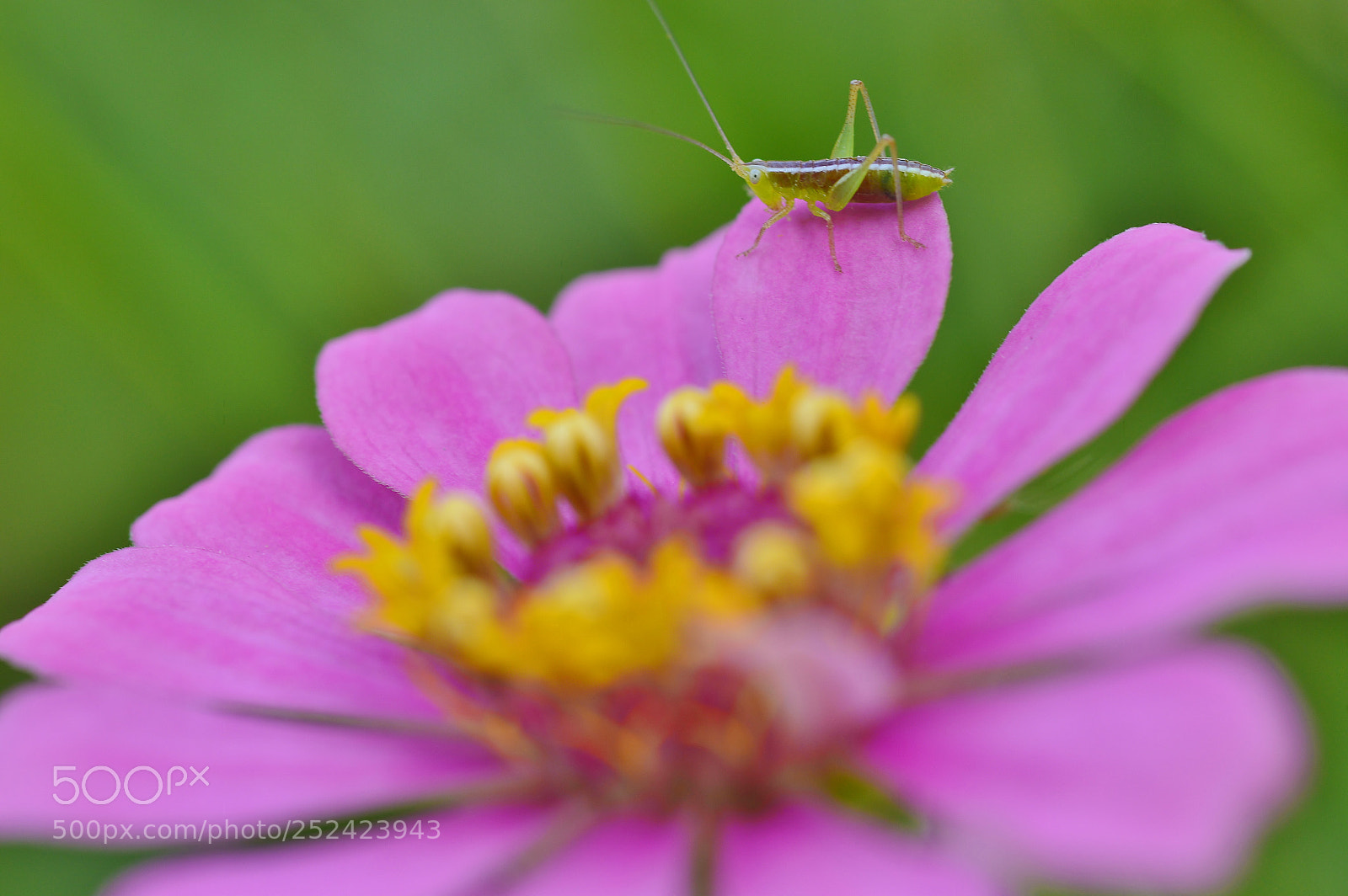 Nikon D3200 sample photo. Macro nature......springtime photography