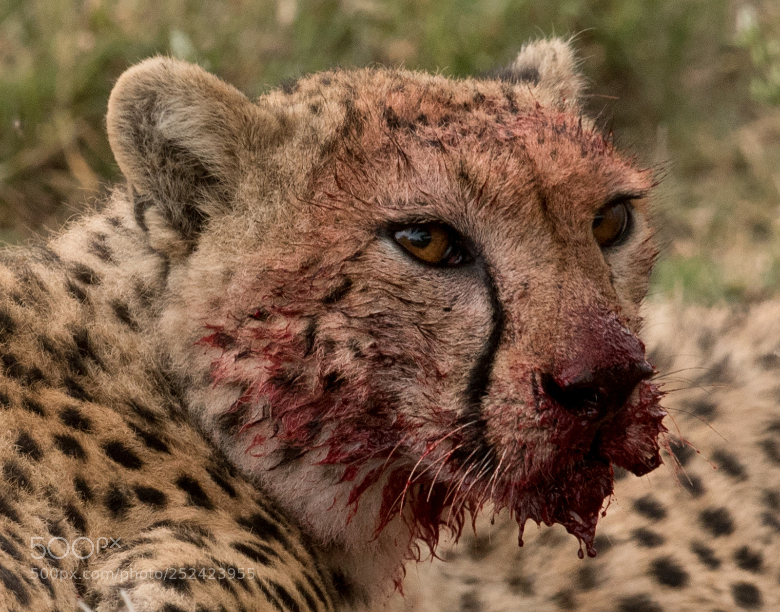 Nikon D750 sample photo. The cheetah photography