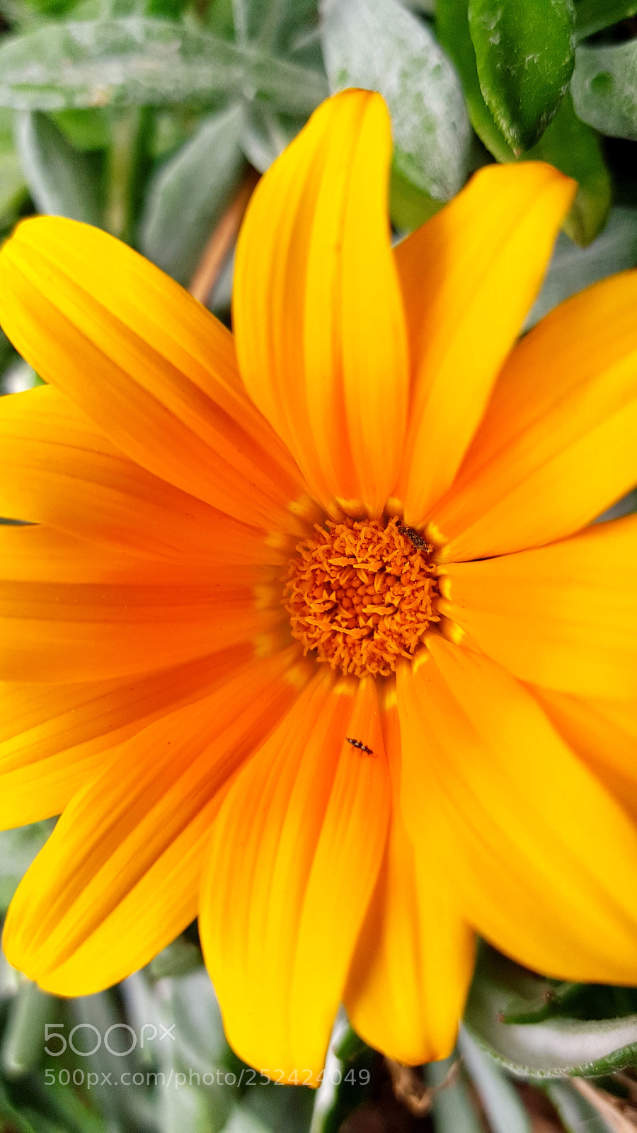 Samsung Galaxy S7 Edge sample photo. Beautiful flower photography
