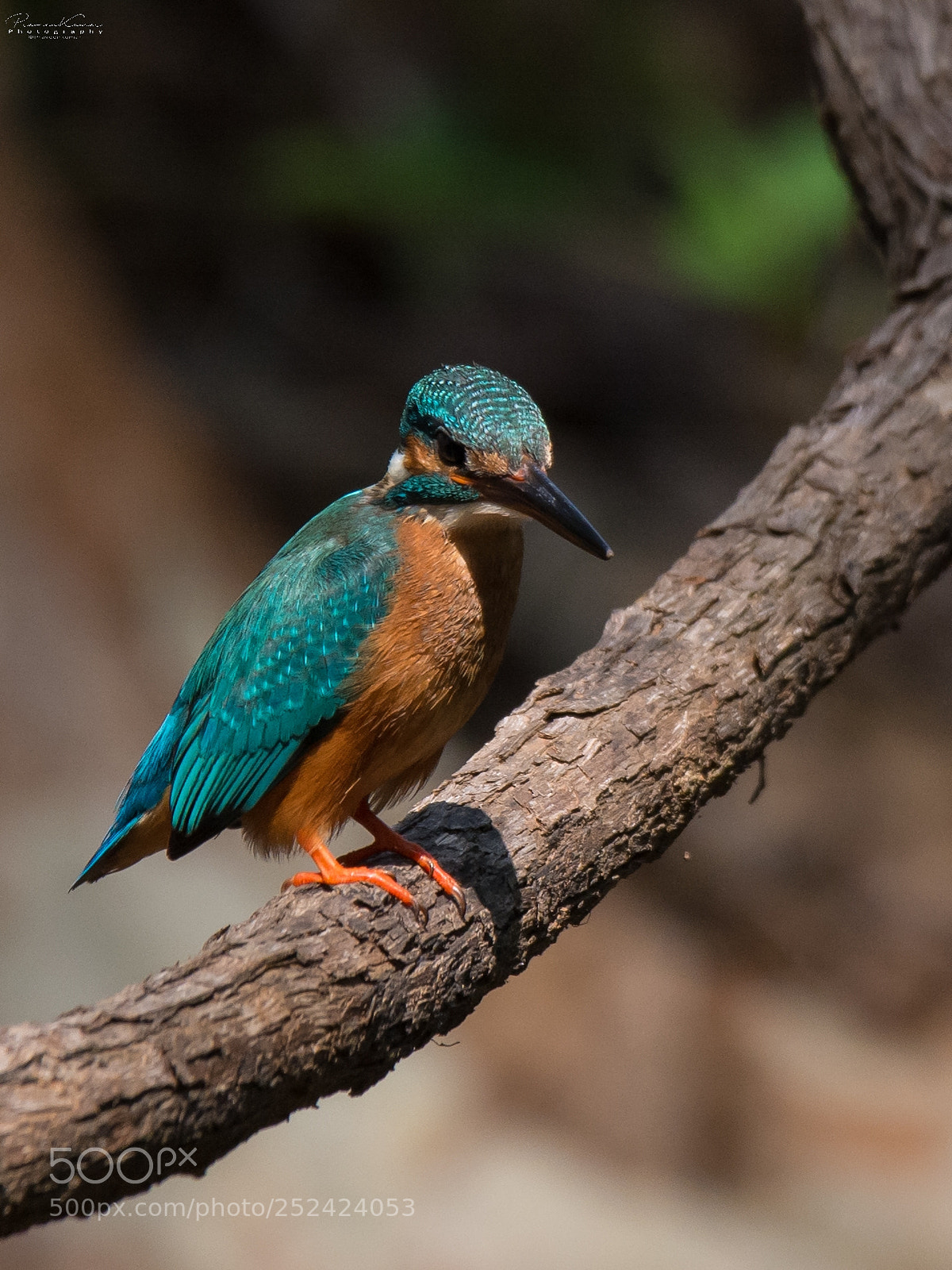 Nikon D5200 sample photo. Common kingfisher photography