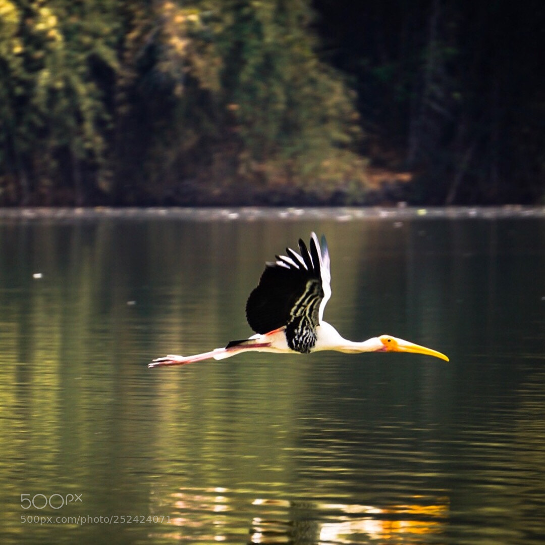 Sony a6000 sample photo. Birds in flight photography
