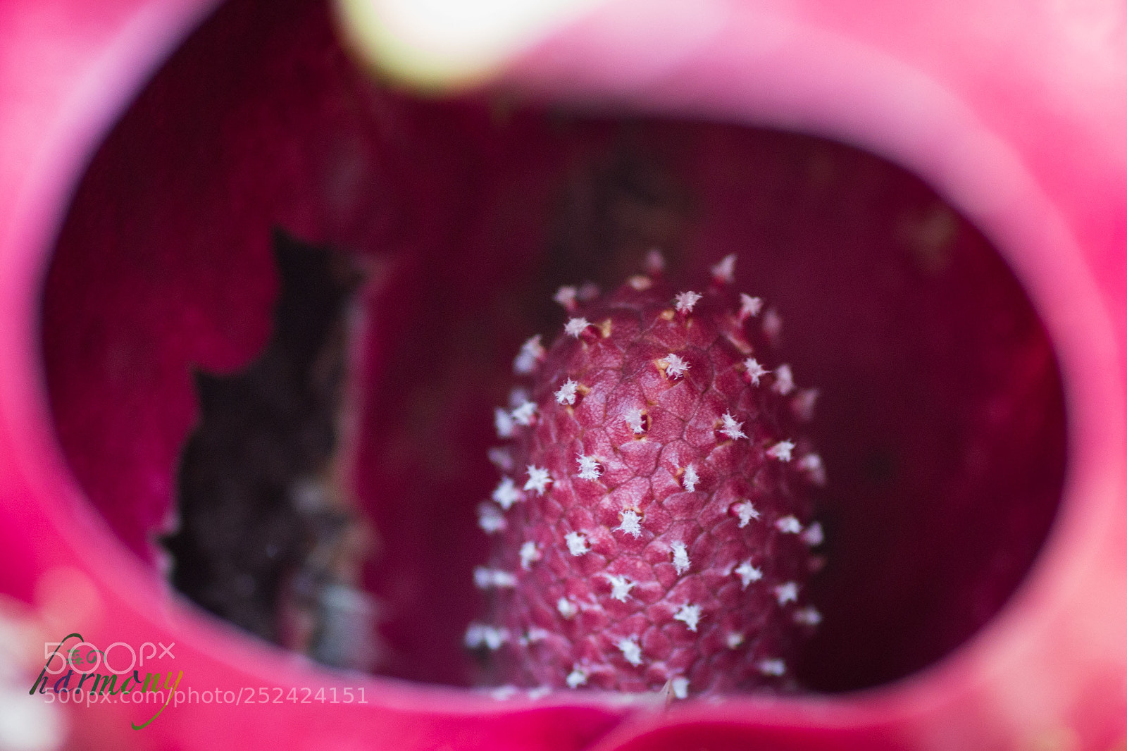 Canon EOS 70D sample photo. Inside the carl photography
