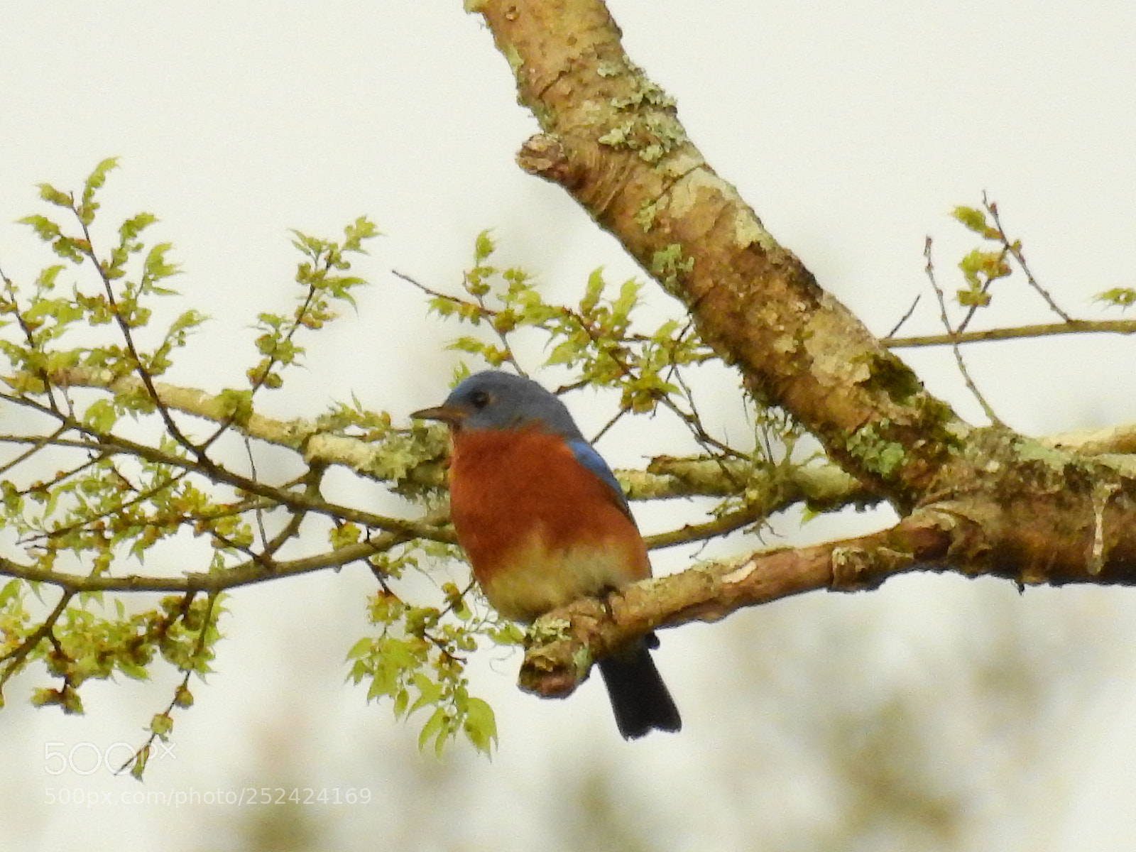 Nikon Coolpix P900 sample photo. Eastern bluebird photography