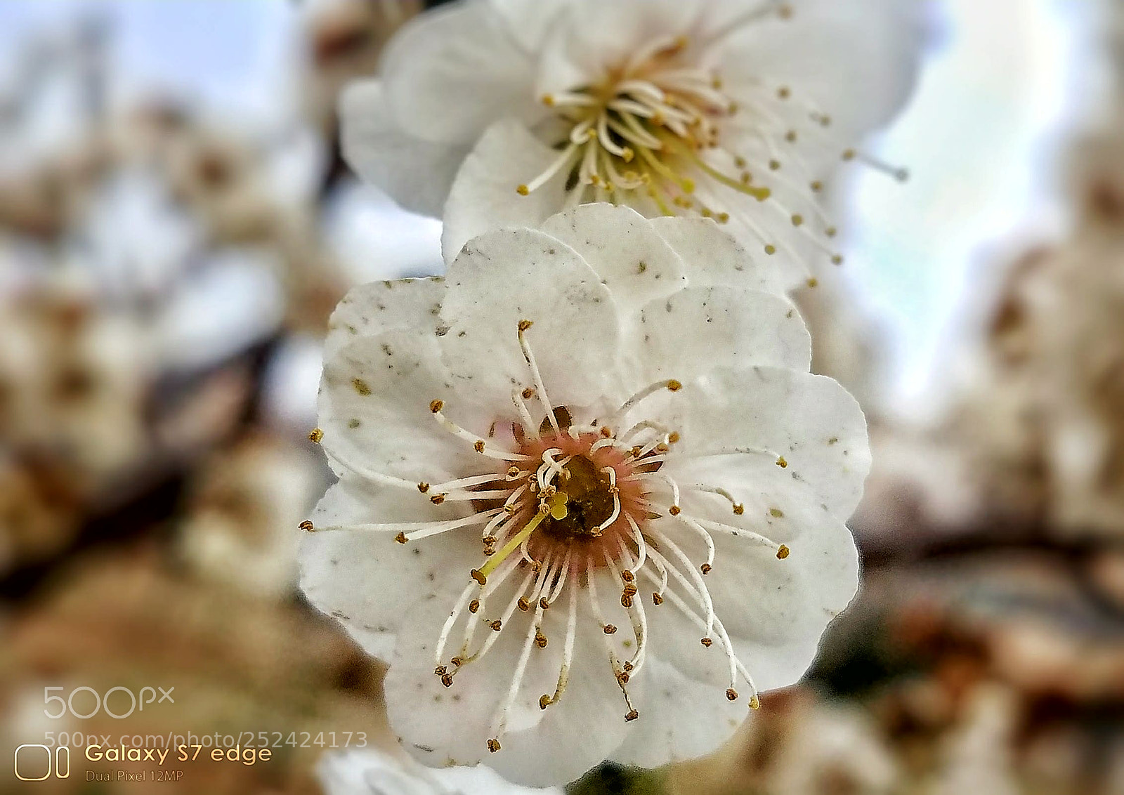 Samsung Galaxy S7 Edge sample photo. 杏花? photography