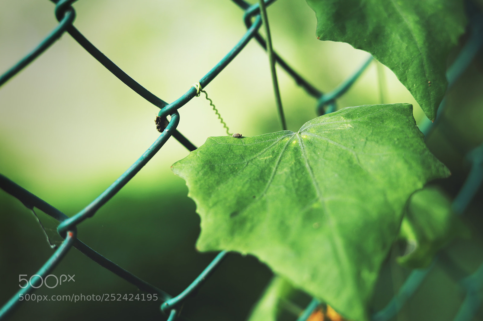 Canon EOS 5D Mark IV sample photo. Green leaf photography