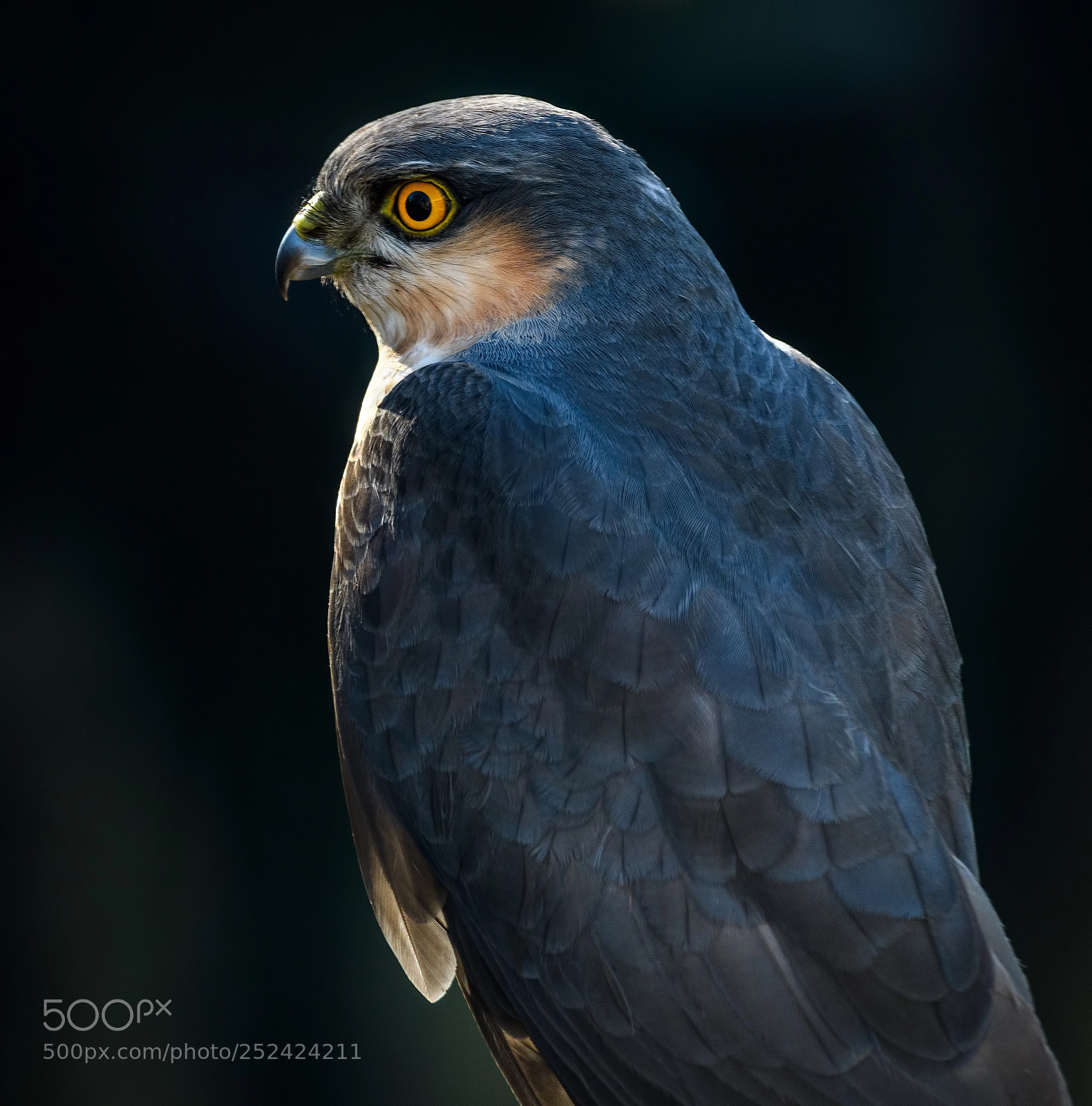 Nikon D500 sample photo. Stunning male sparrowhawk photography