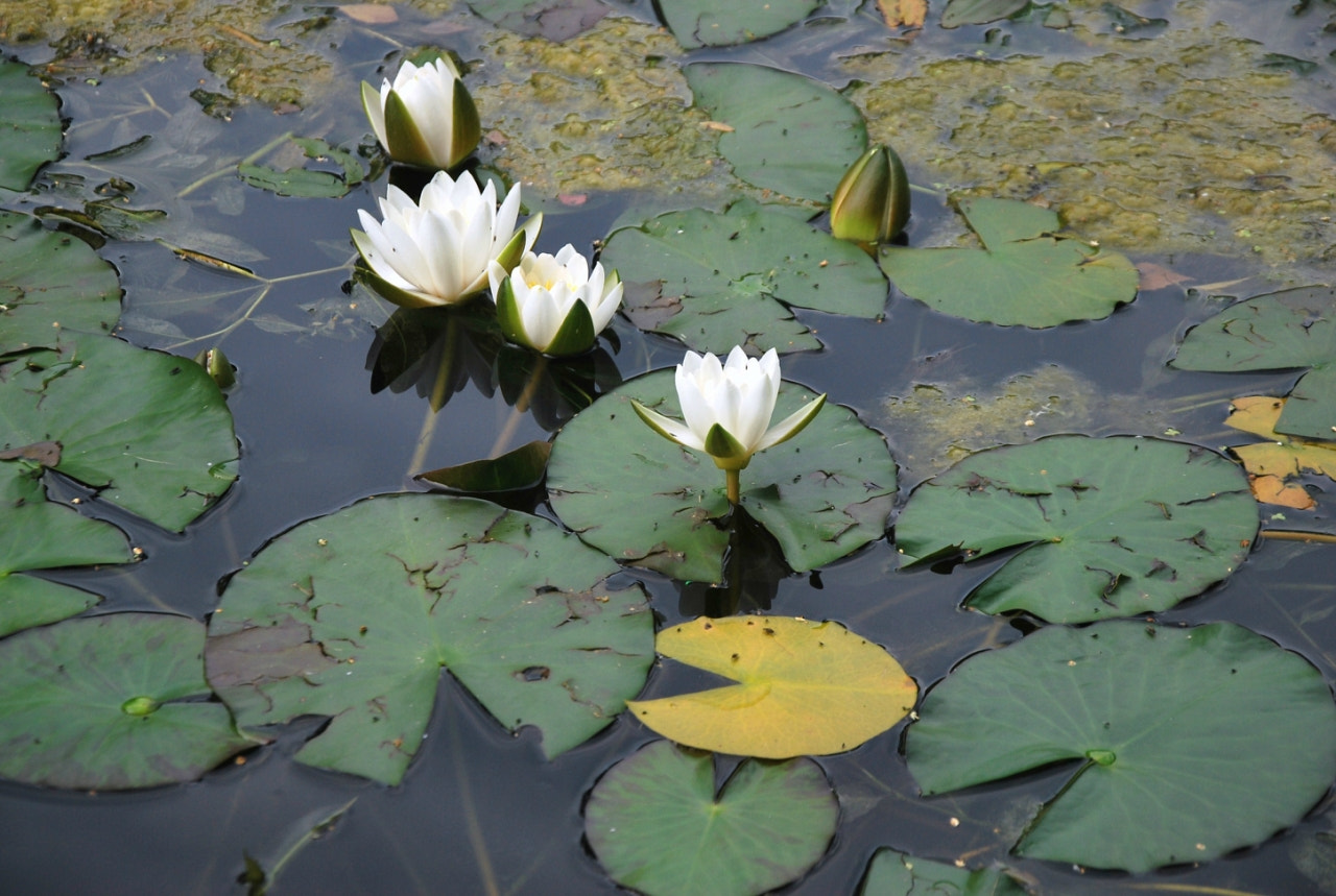 Nikon D60 sample photo. Bcadfborig photography