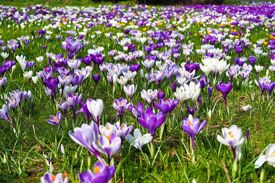 Olympus OM-D E-M10 sample photo. Crocus photography