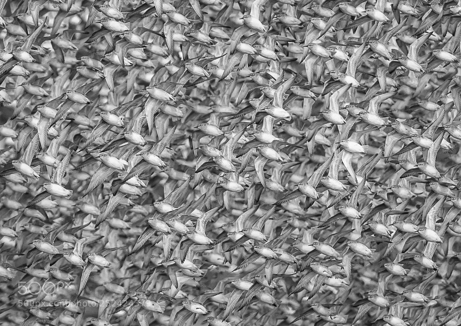 Canon EOS-1D X sample photo. Knot at snettisham photography