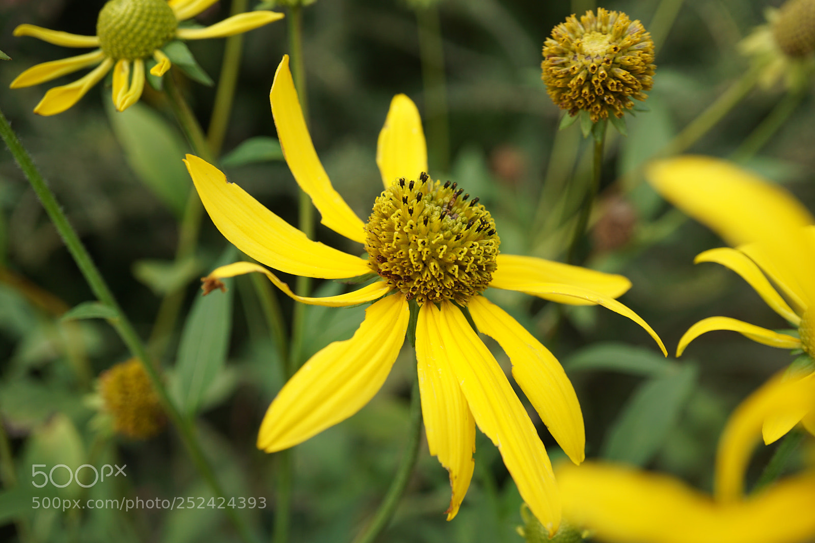 Sony a6000 sample photo. Yellow coneflower photography