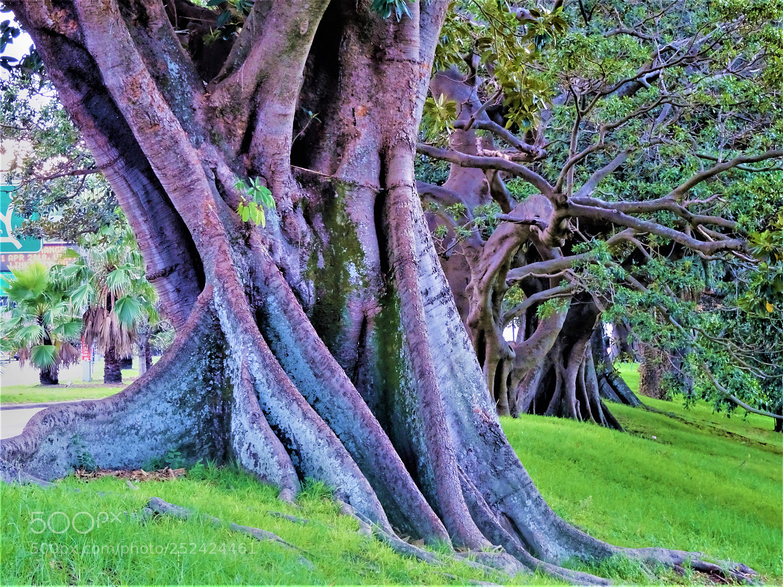 Sony Cyber-shot DSC-HX90V sample photo. Interesting trees photography