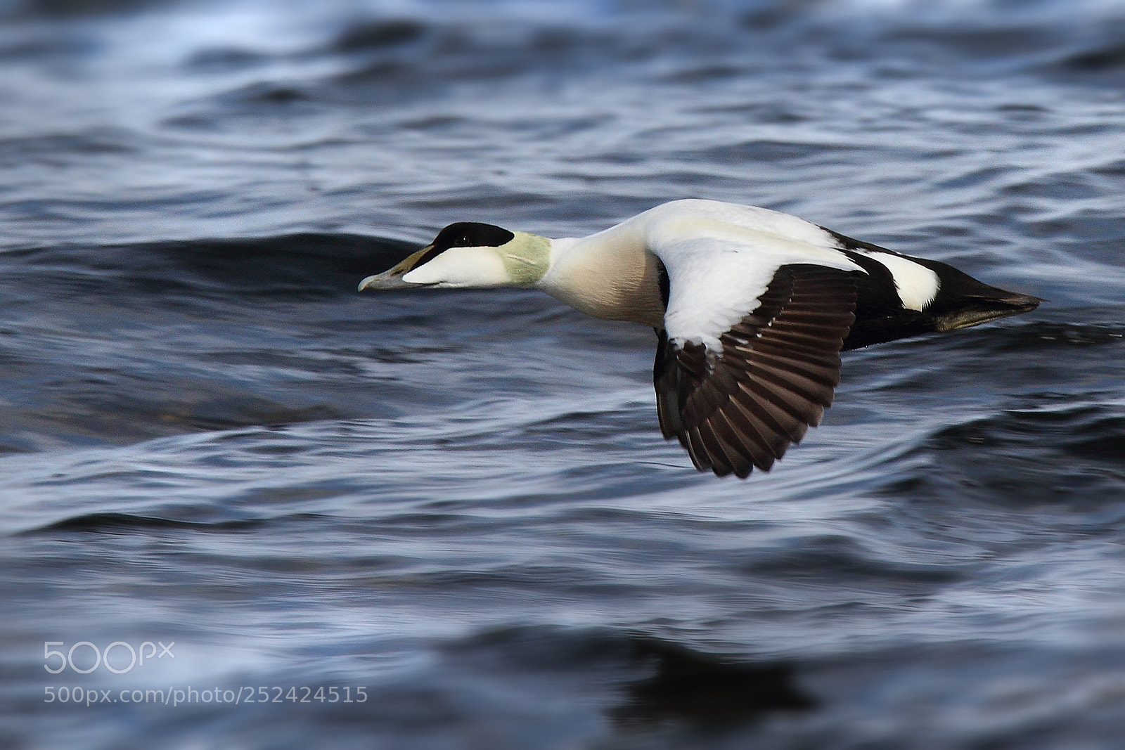 Canon EOS 7D sample photo. Common eider (somateria mollissima) photography