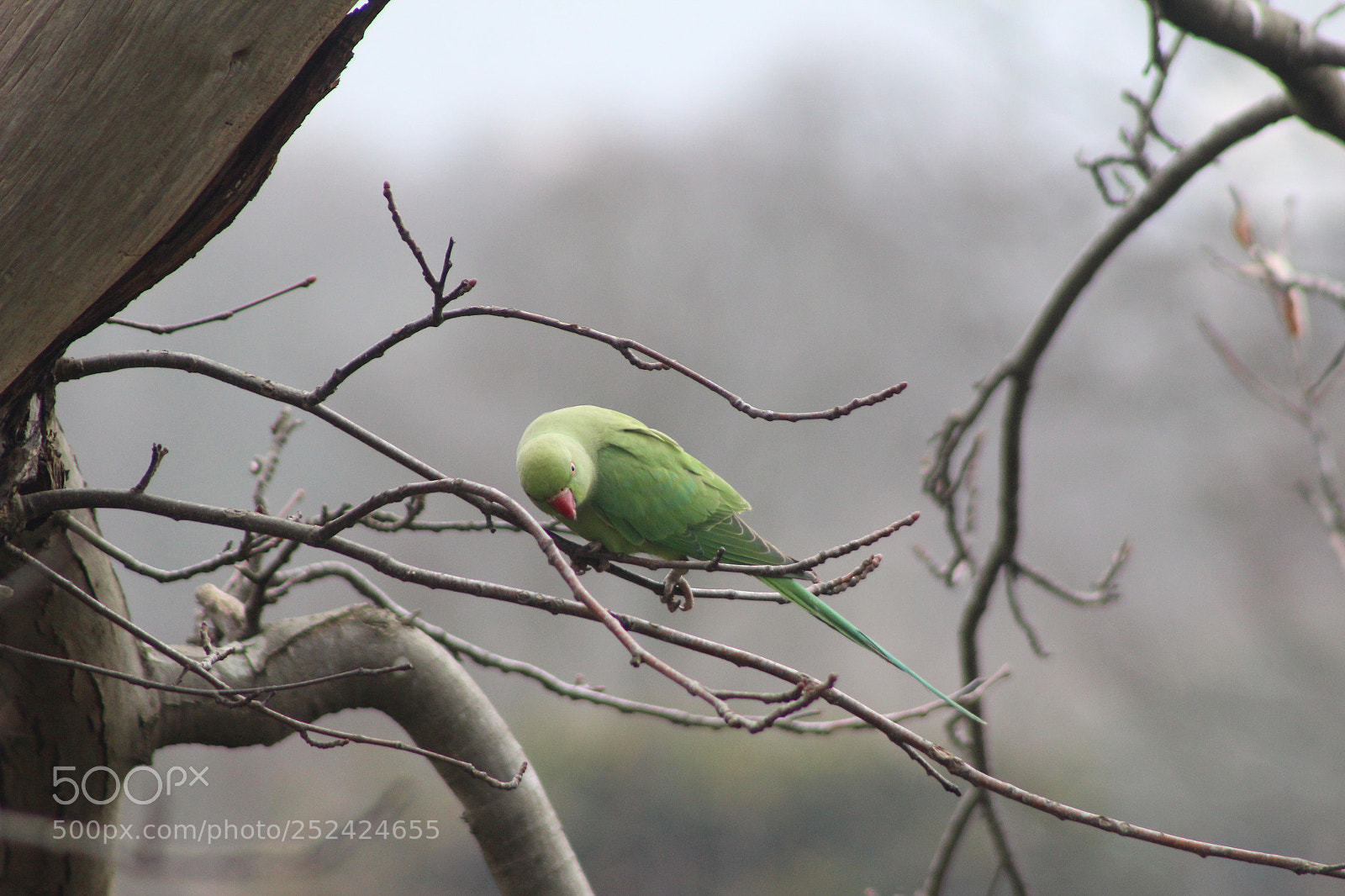 Canon EOS 600D (Rebel EOS T3i / EOS Kiss X5) sample photo. Birds... photography