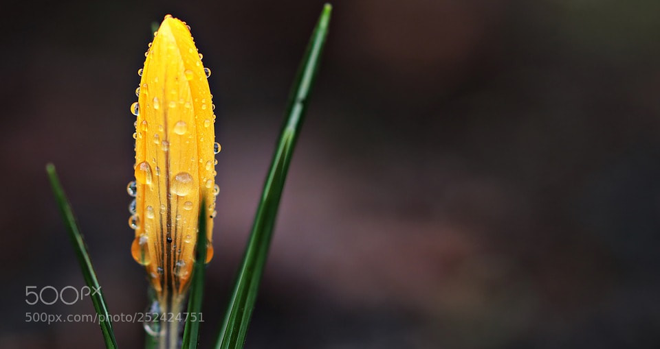 Canon EOS 80D sample photo. Crocus photography