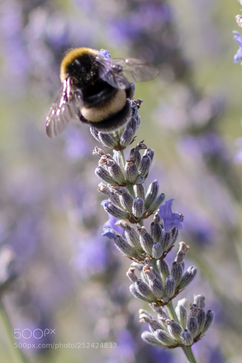 Nikon D5500 sample photo. Bumblebee photography