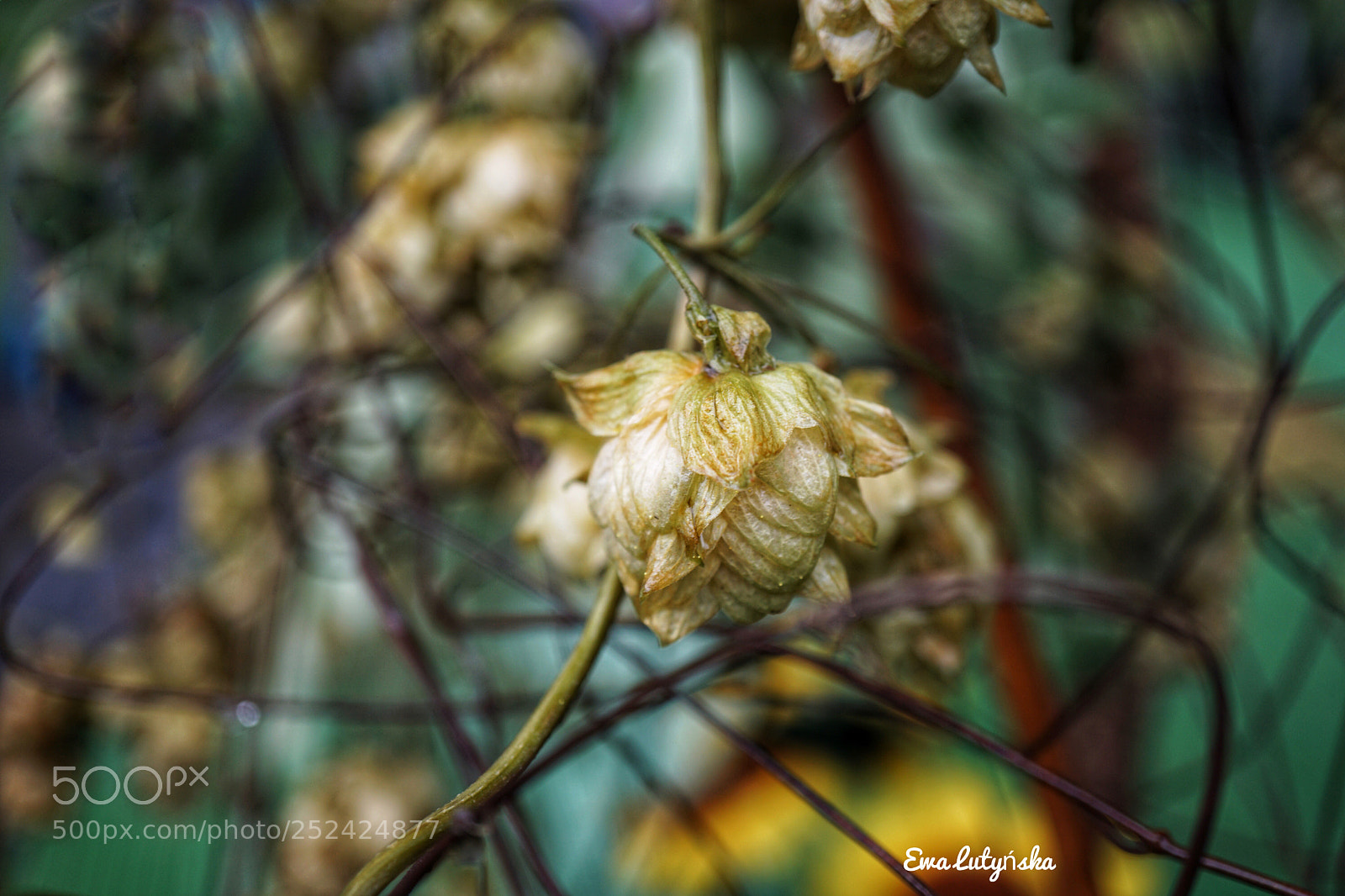Sony a6000 sample photo. Autumn colours photography