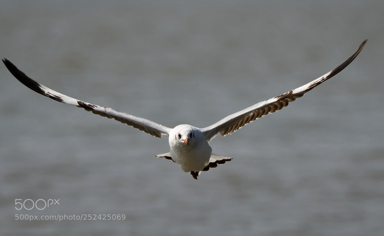 Nikon D500 sample photo. Wingspan photography