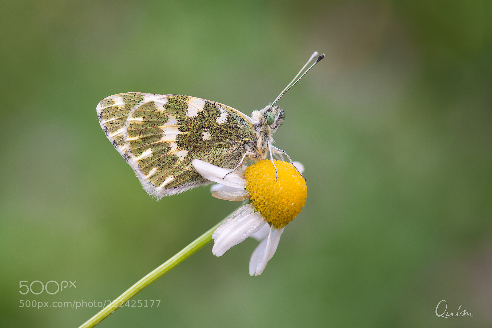 Nikon D7100 sample photo. Pontia daplidice photography