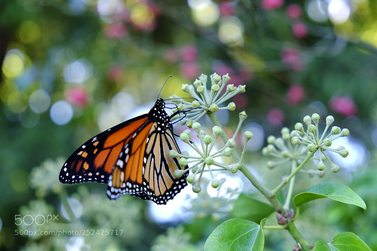 Fujifilm X-T10 sample photo. Untitled photography