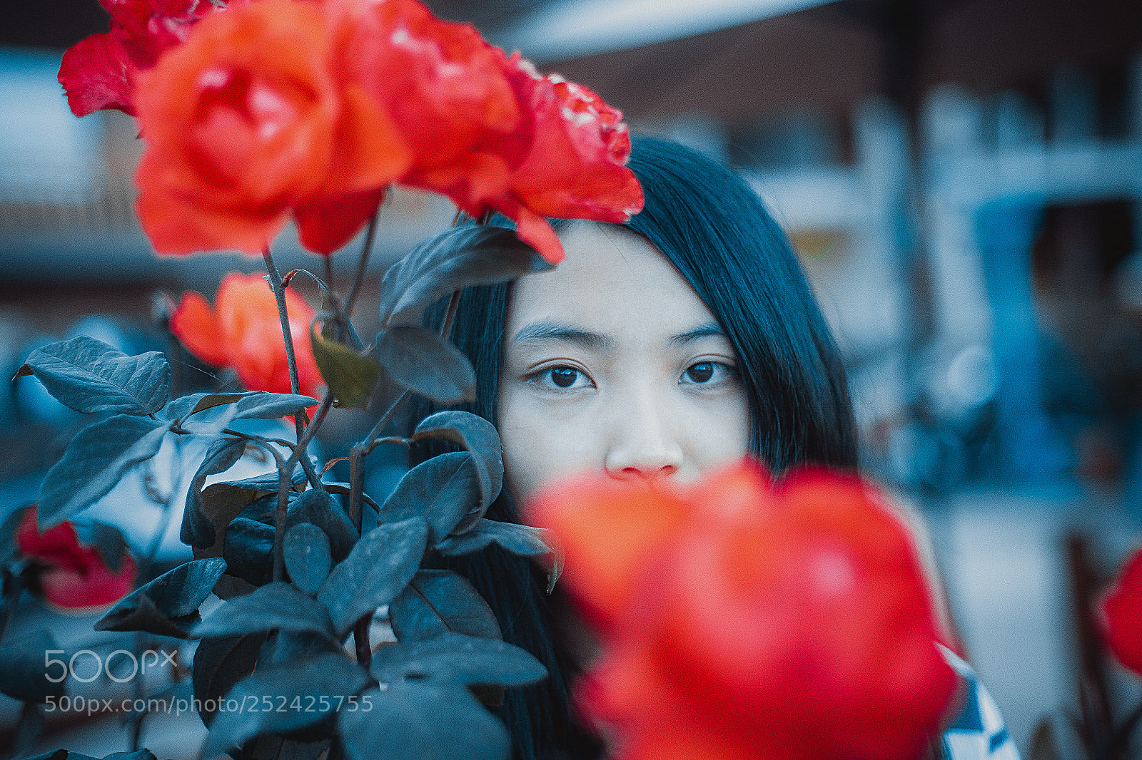 Canon EOS 5D Mark II sample photo. Rose photography