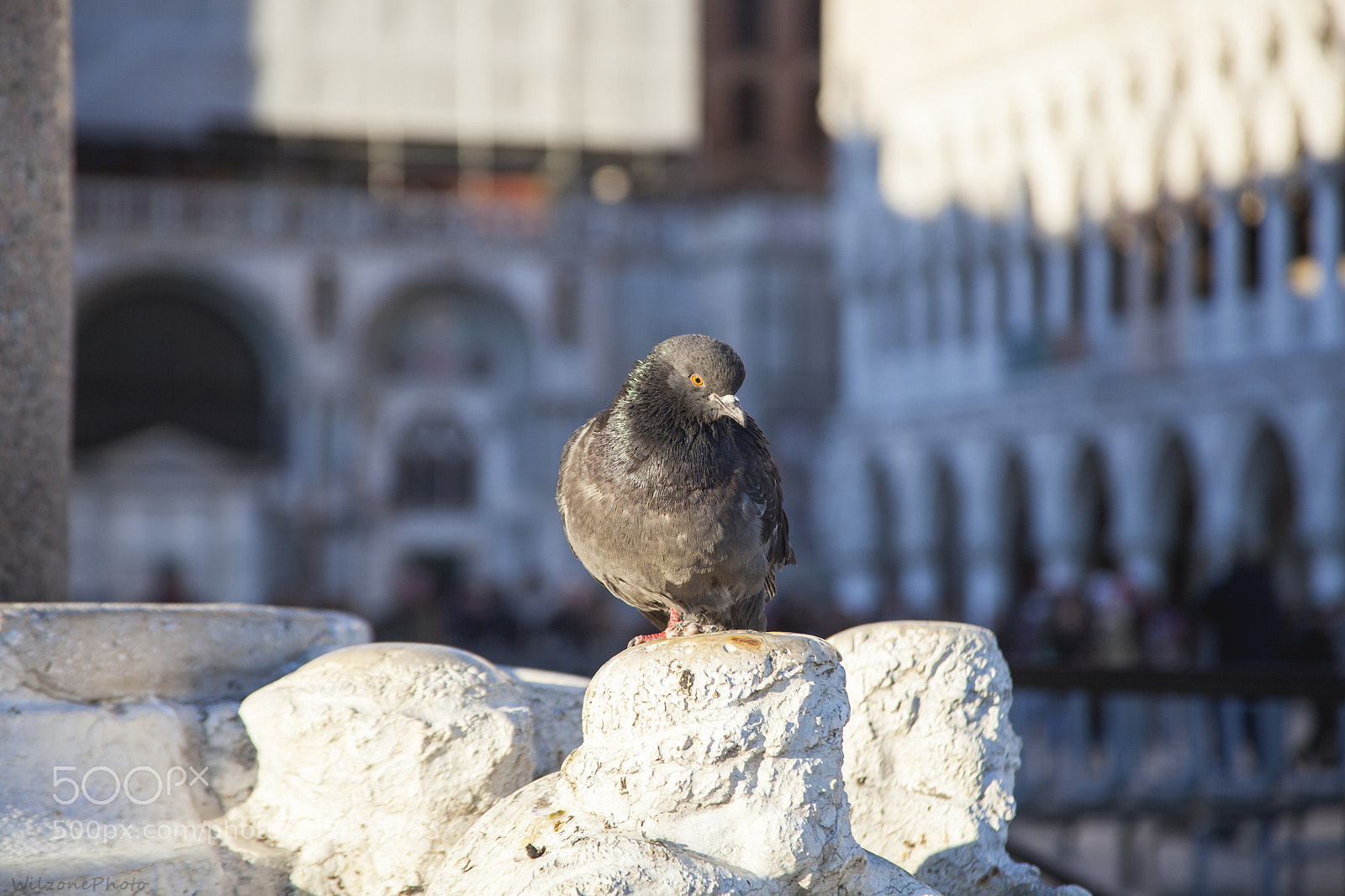 Canon EOS 5D Mark II sample photo. Venise 4128 photography