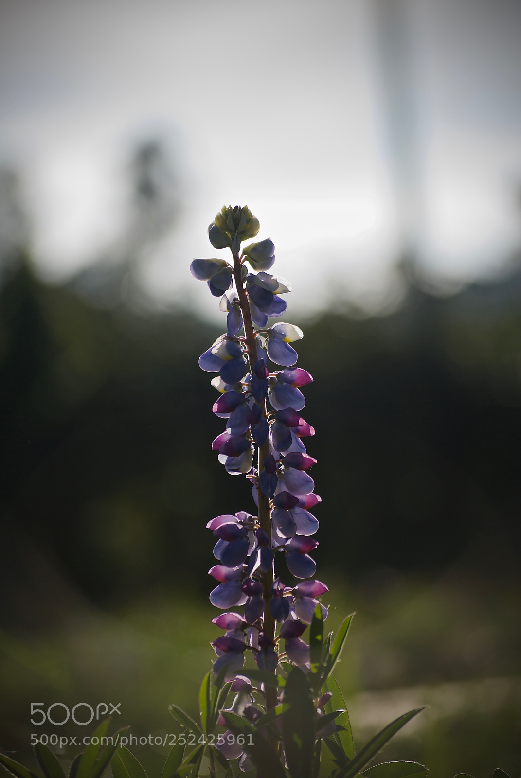 Nikon D60 sample photo. Lupine in morning light photography