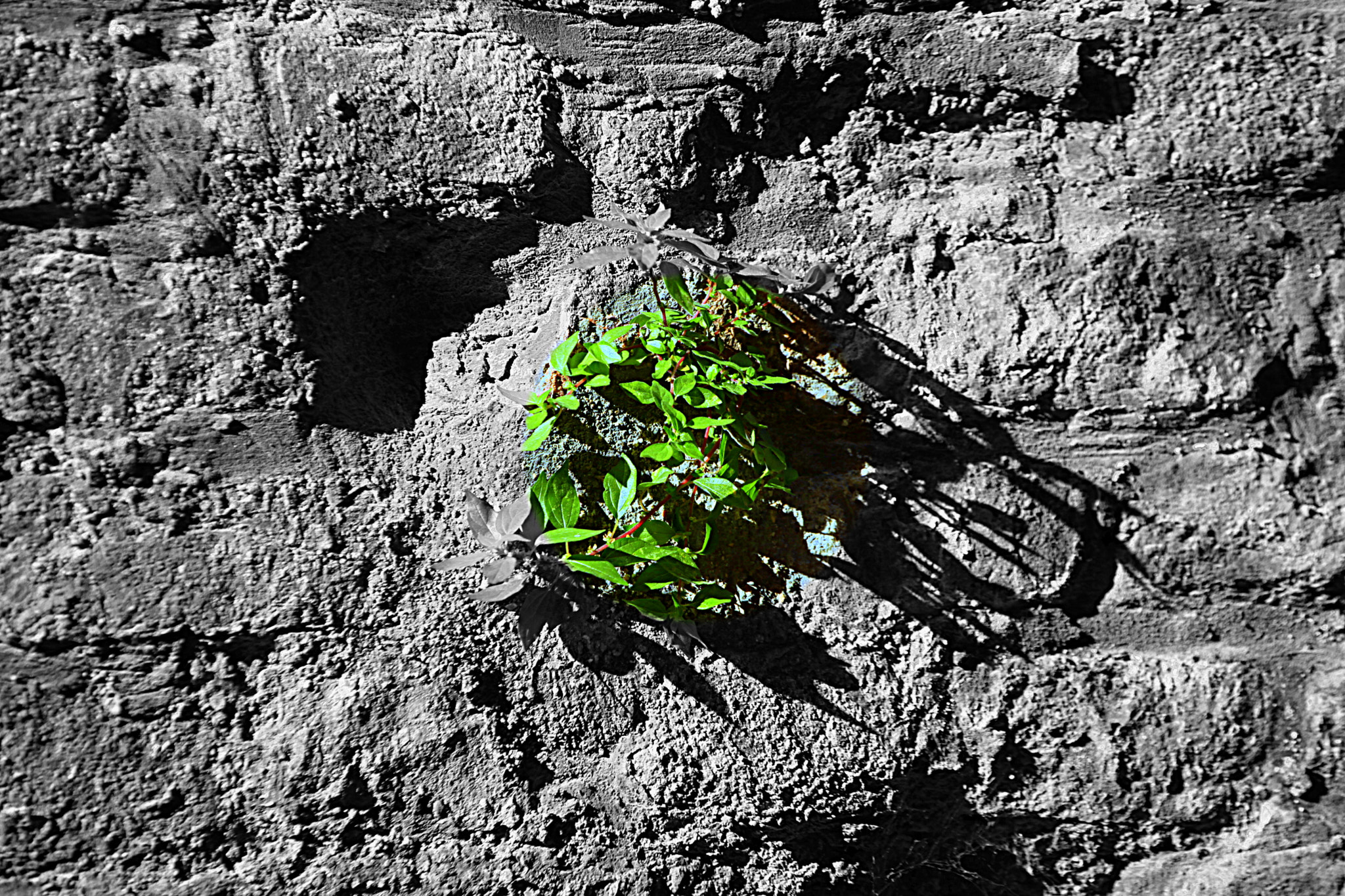 Canon EF 70-200mm F4L USM sample photo. Life wish photography