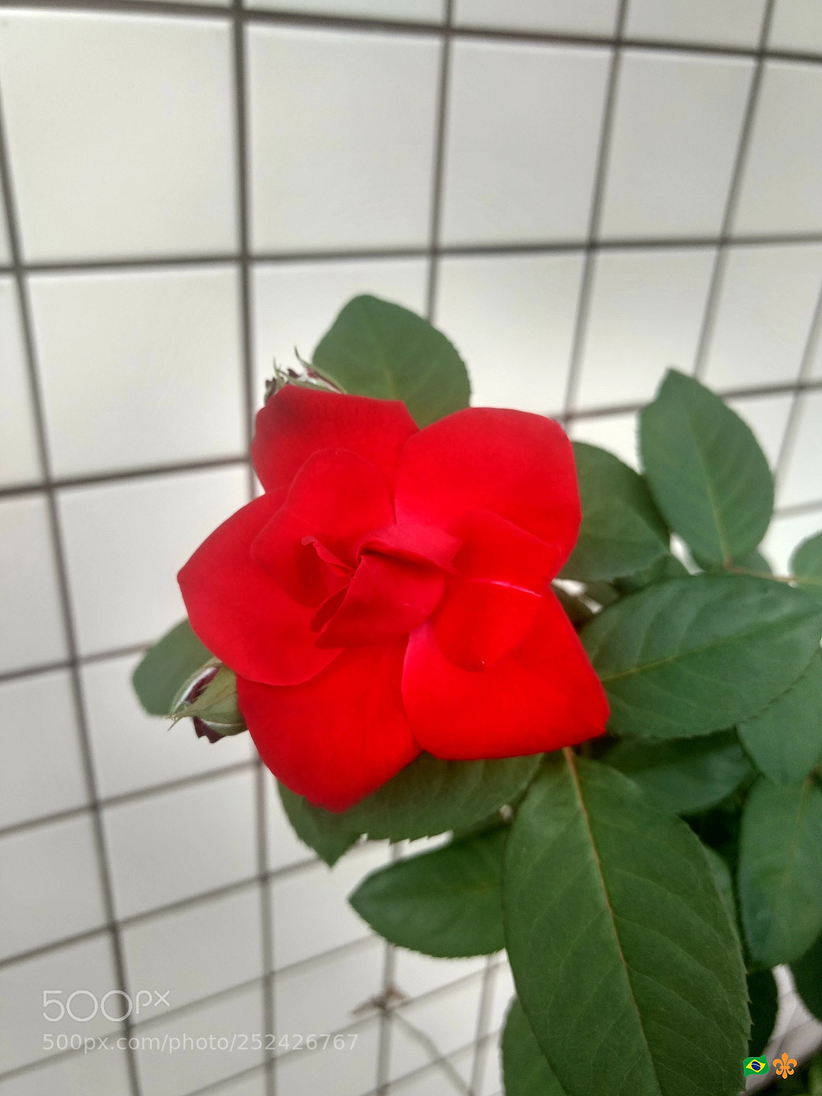 Motorola Moto G (4) sample photo. A different rose photography