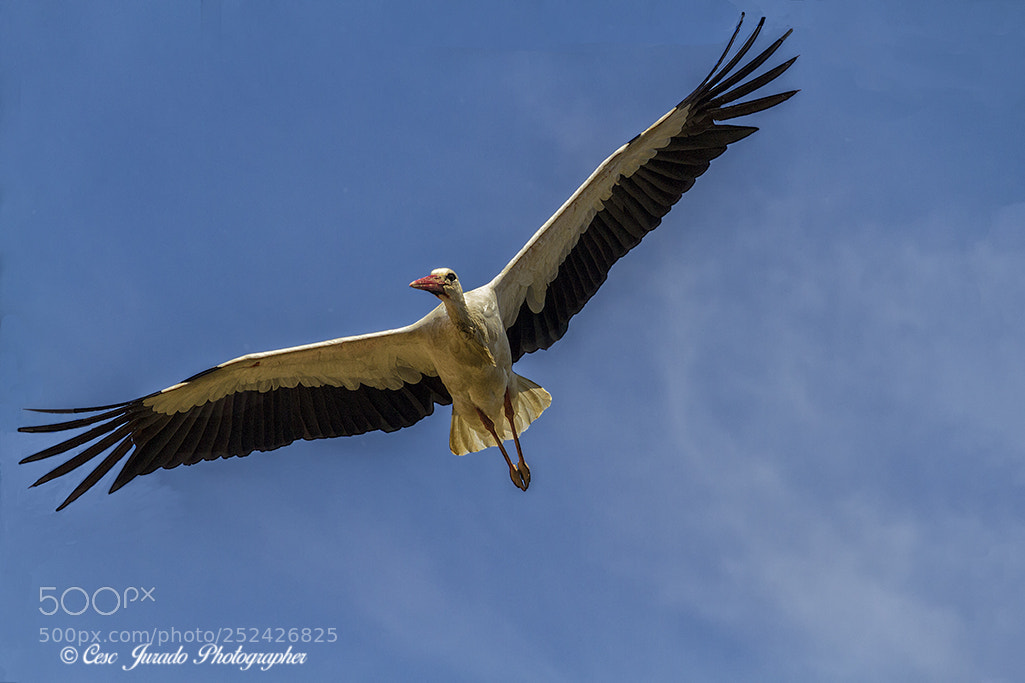 Canon EOS 7D sample photo. Cigueña photography
