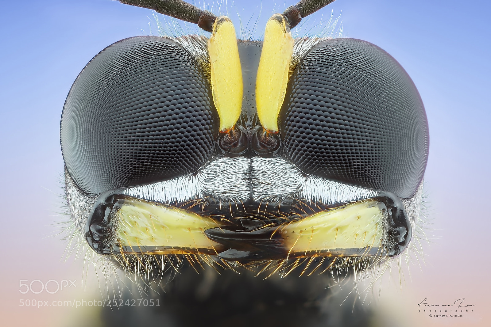 Canon EOS 5D Mark IV sample photo. Wasp... photography