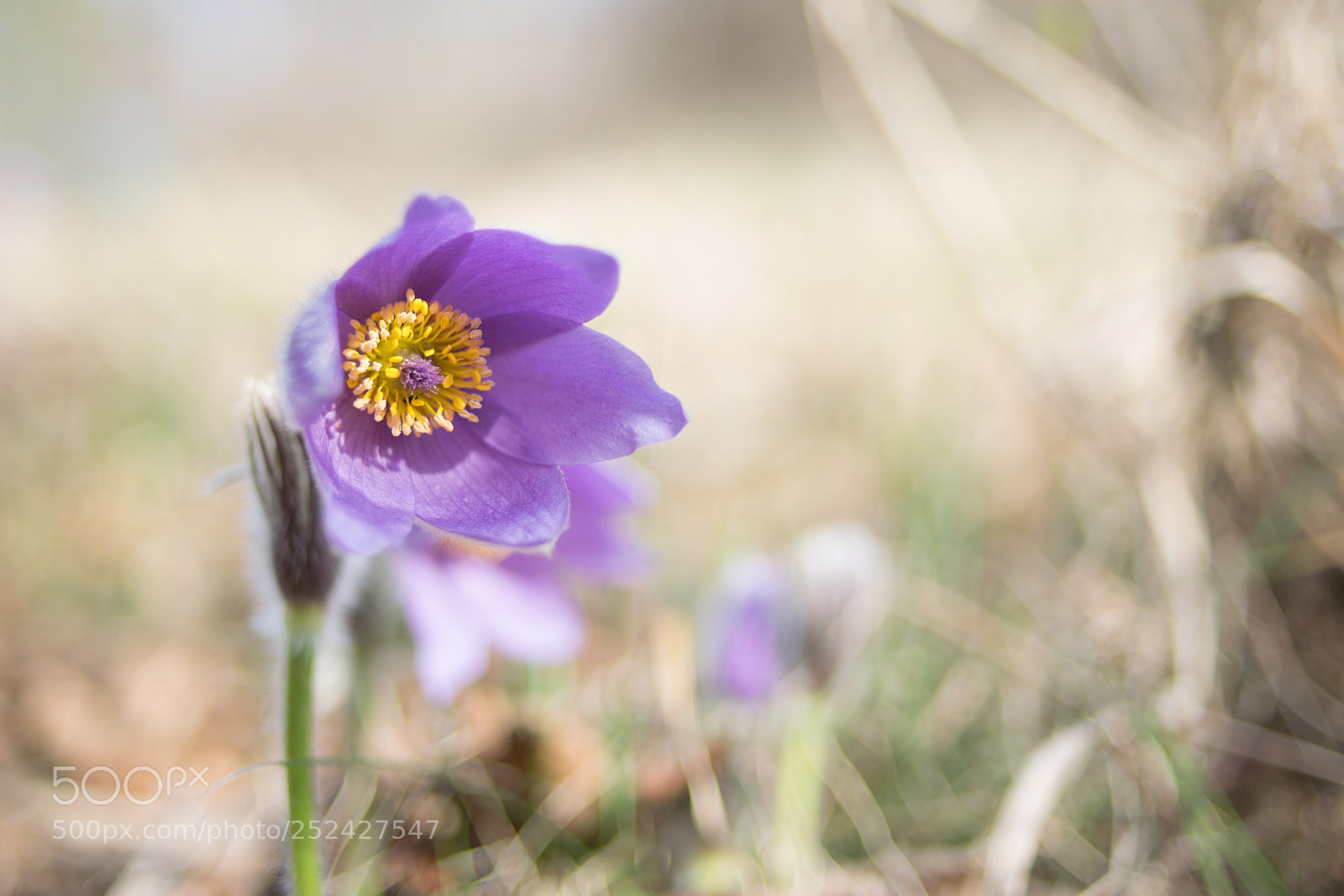 Nikon D3300 sample photo. Flower photography