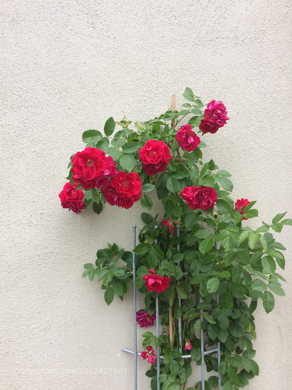 Apple iPhone 5s sample photo. Img photography