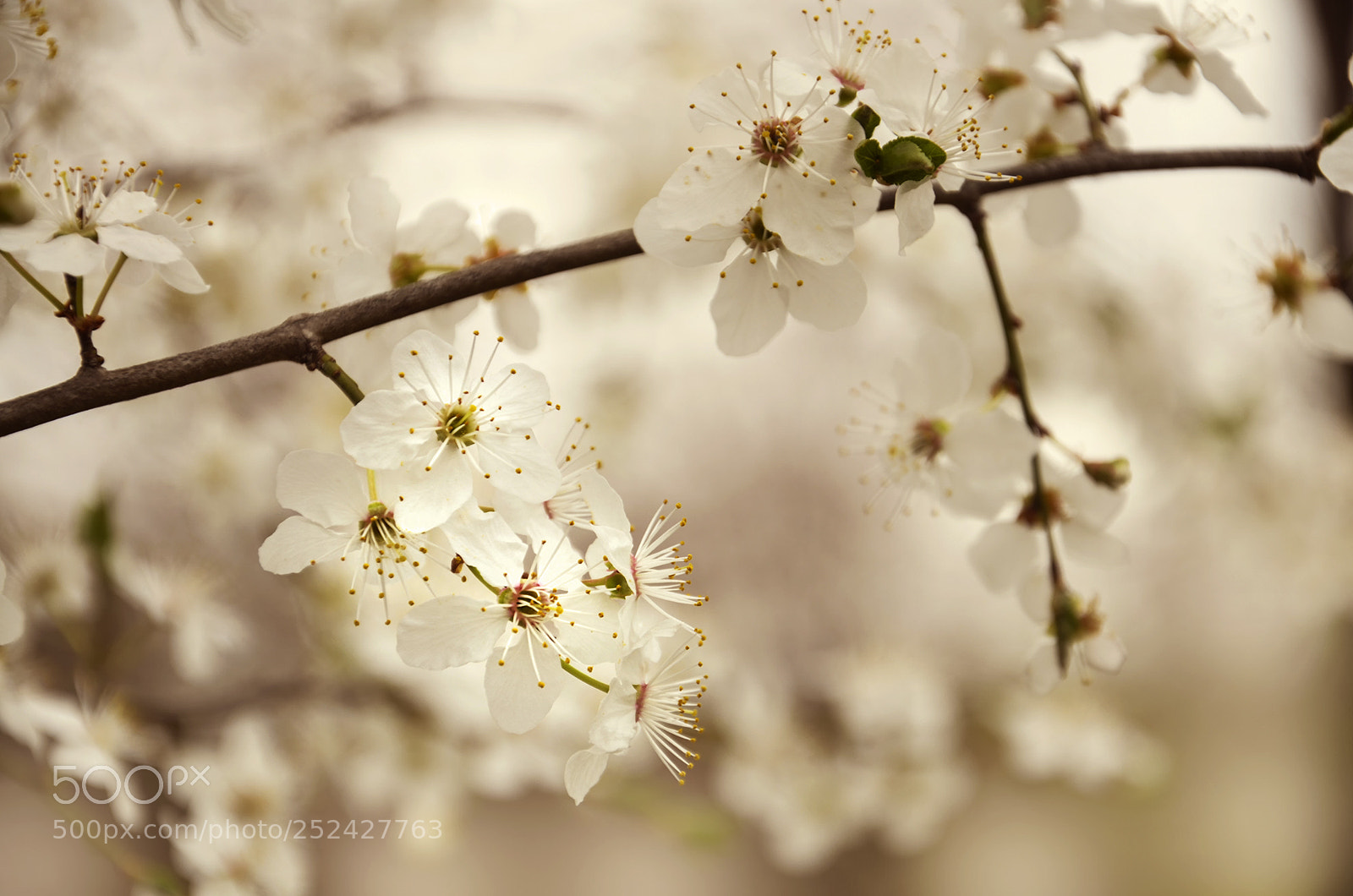 Nikon D7000 sample photo. Spring flowers photography