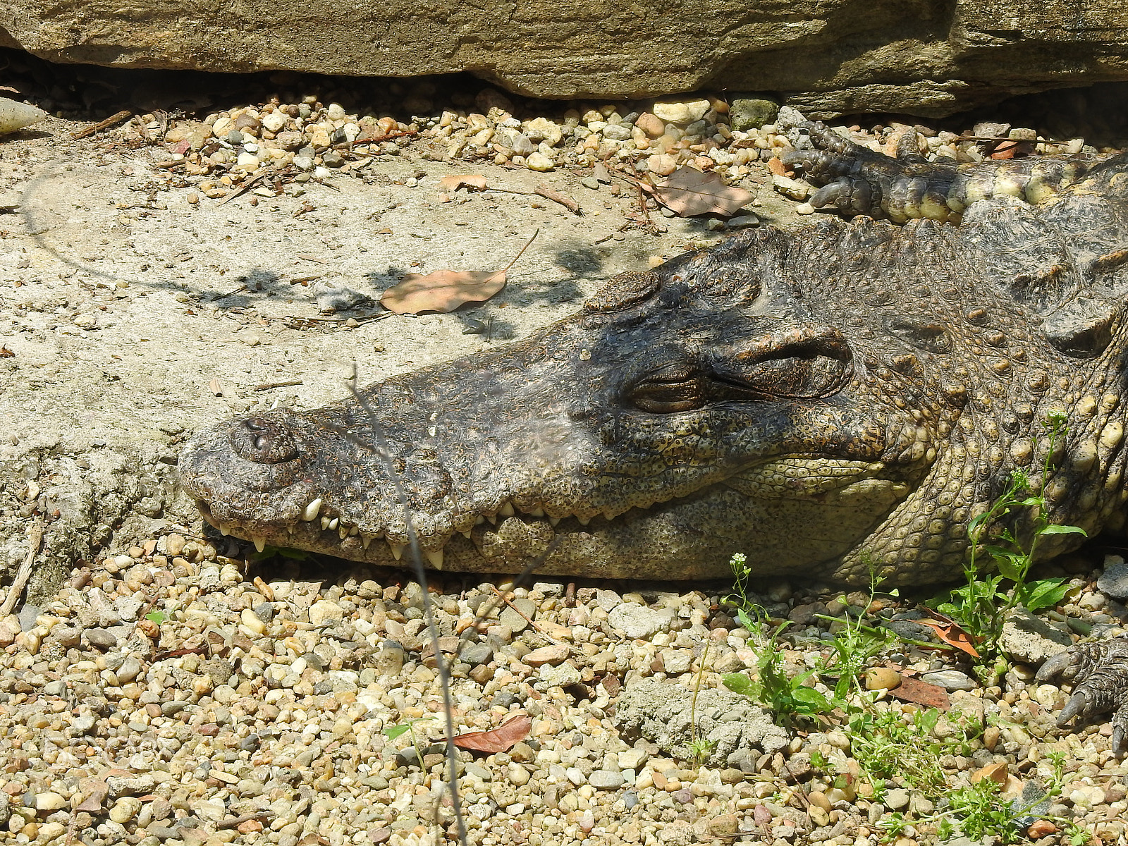 Nikon COOLPIX P900s sample photo. A relaxing crocodile photography