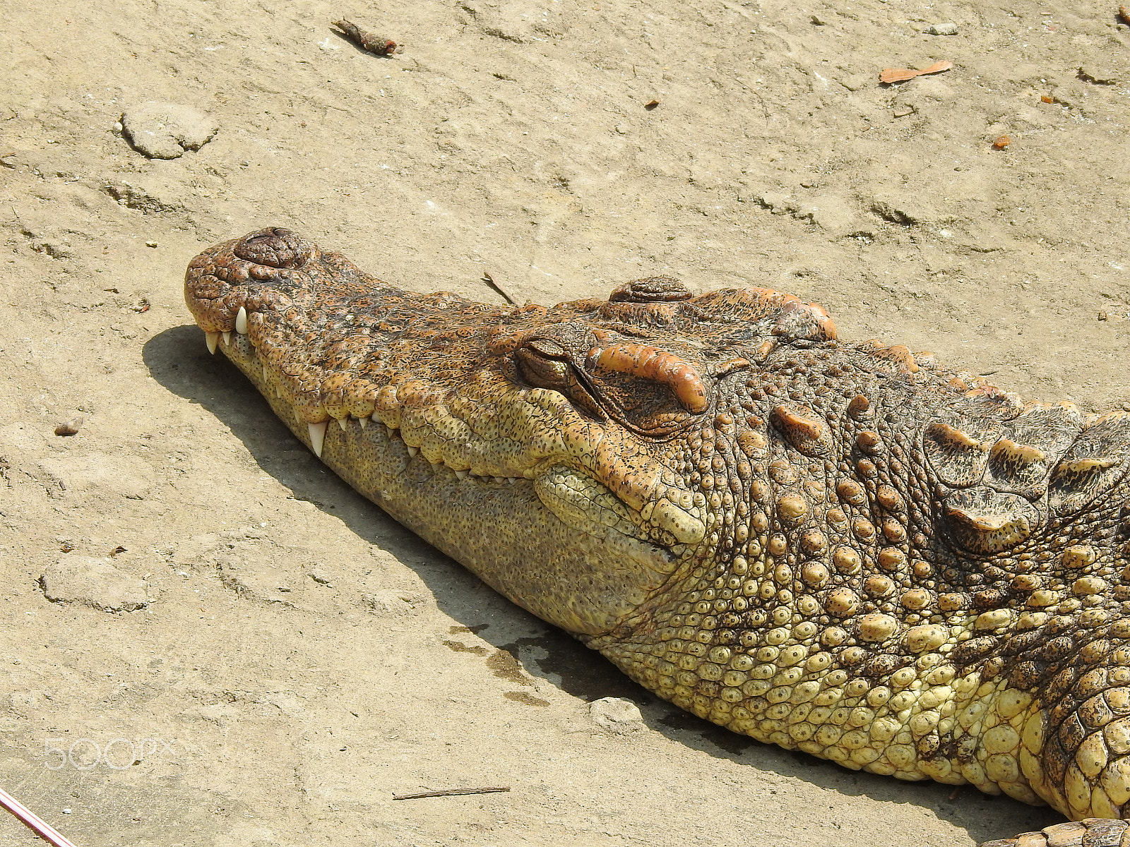 Nikon COOLPIX P900s sample photo. A basking crocodile photography