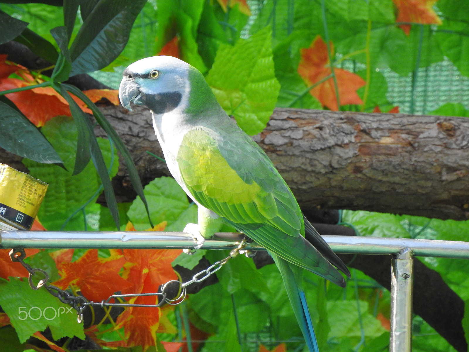 Nikon COOLPIX P900s sample photo. A green parrot photography