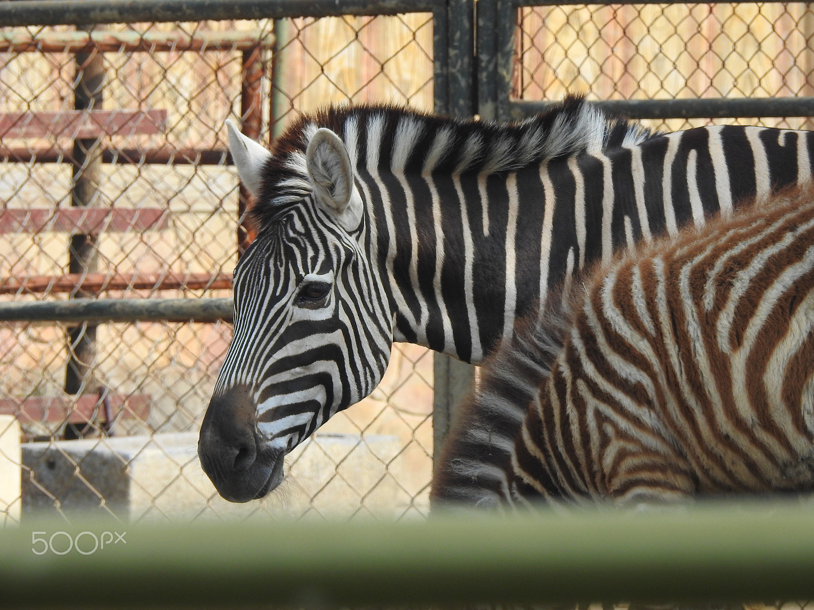 Nikon COOLPIX P900s sample photo. A captive zebra photography