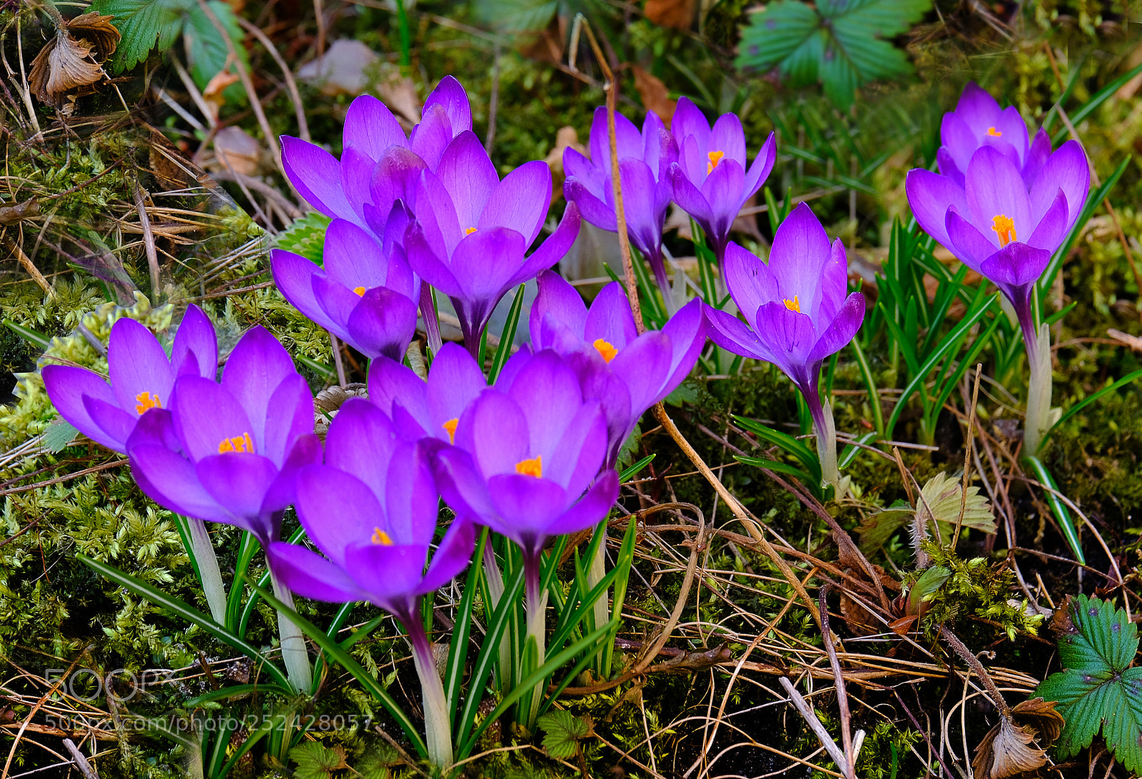 Fujifilm X-T20 sample photo. Flowering crocuses photography