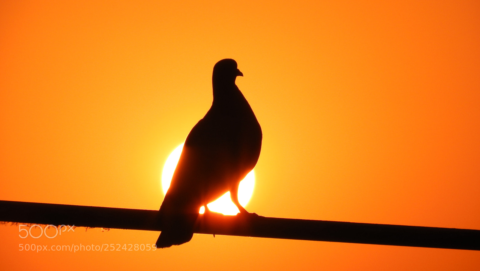 Nikon Coolpix B700 sample photo. Bird & sun photography