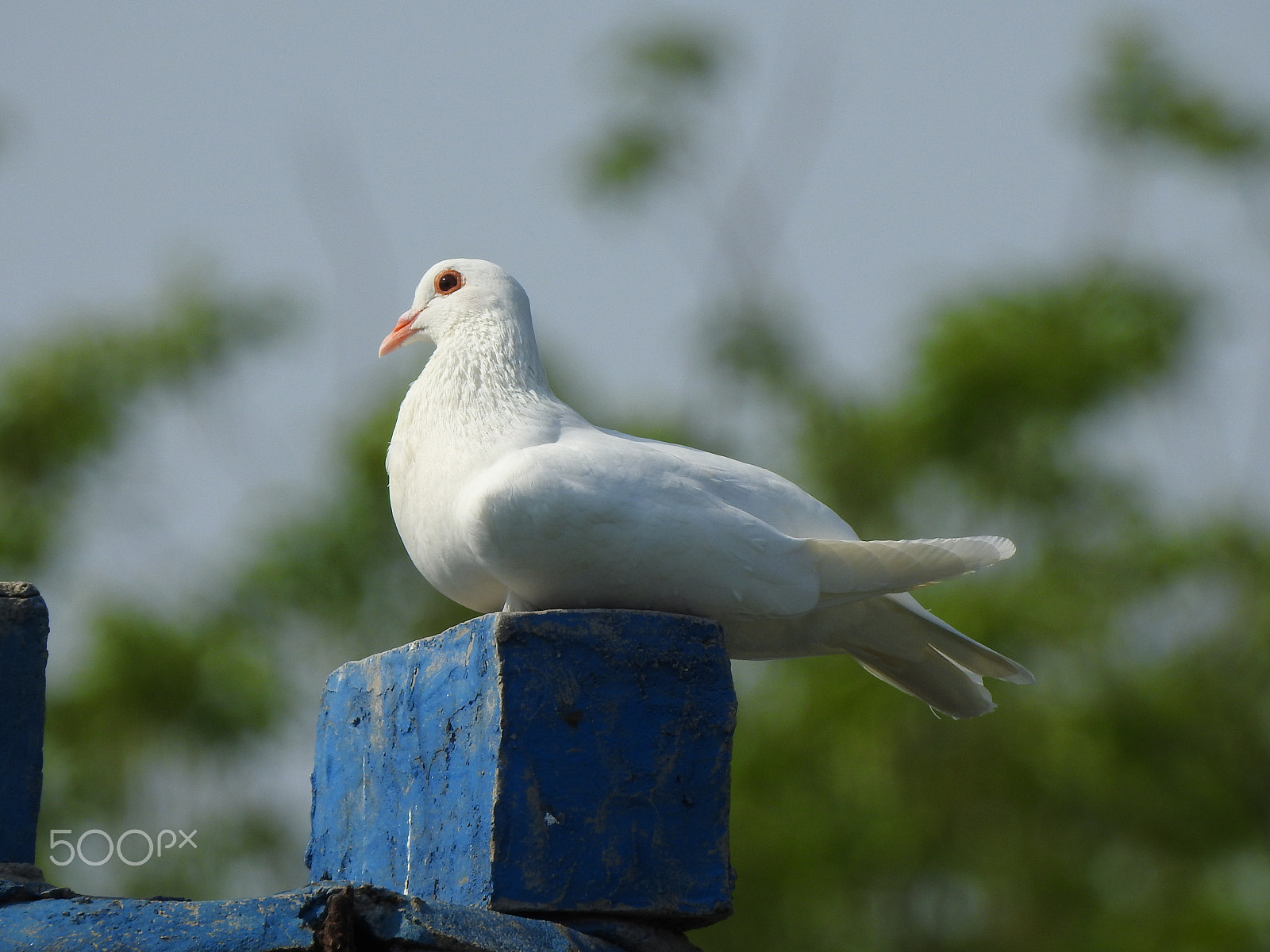 Nikon COOLPIX P900s sample photo. A lone dove photography