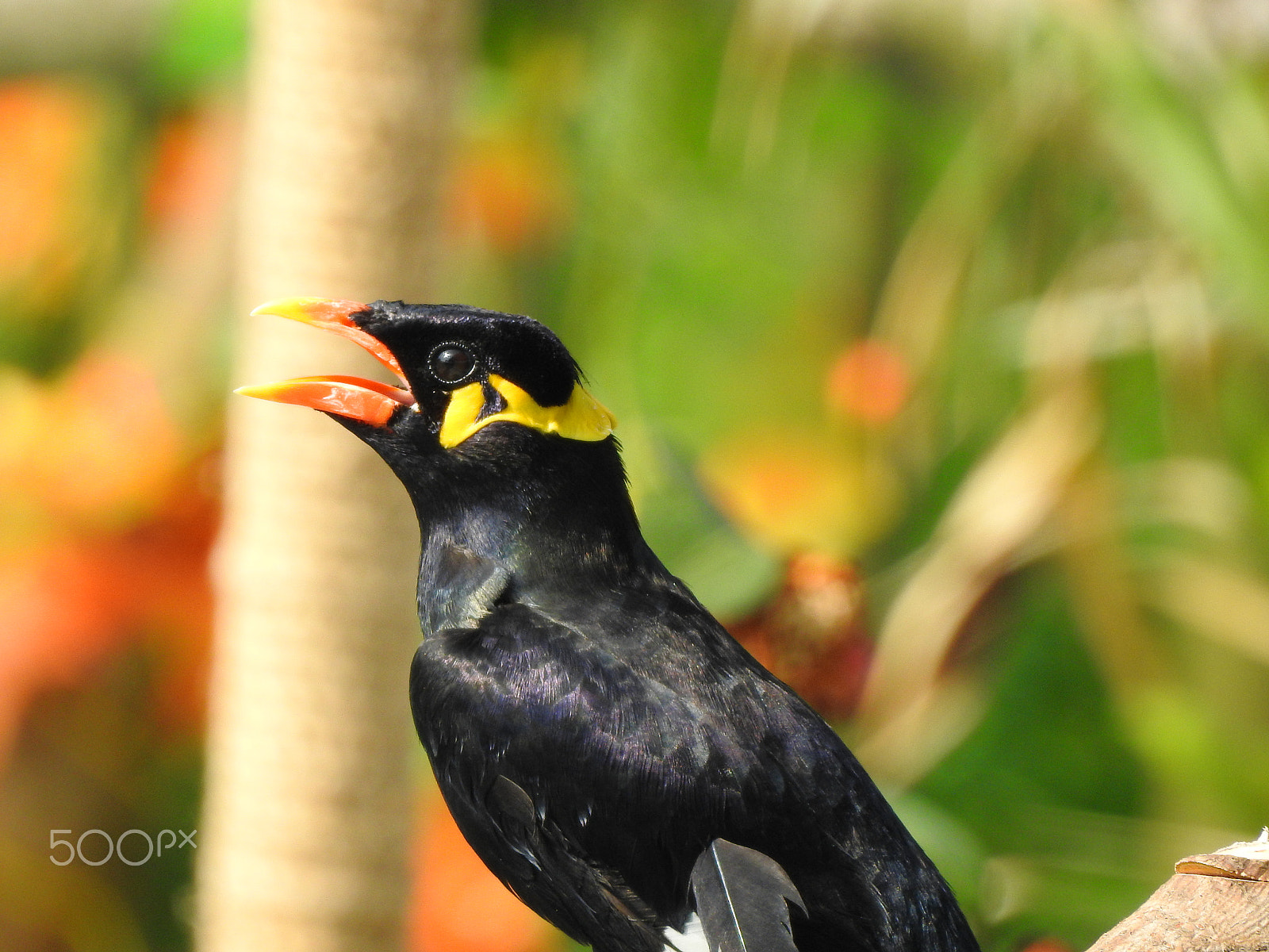 Nikon COOLPIX P900s sample photo. A singing bird photography